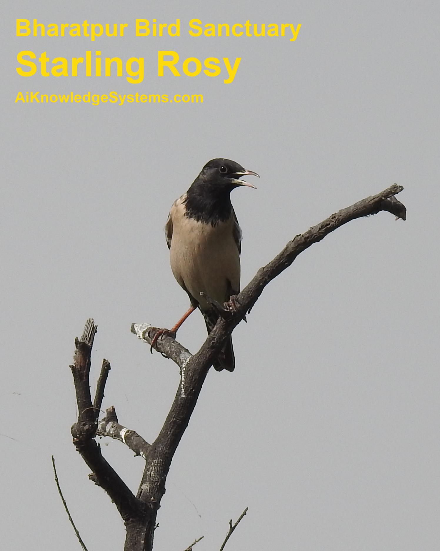 Starling Rosy (9) Coming Soon